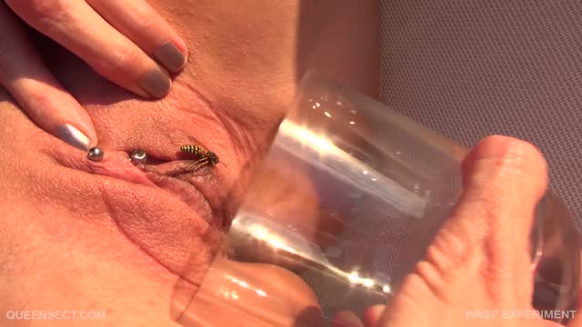 Wasp Experiment